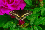  Papillon Parc Nature de Pointe-aux-Outardes