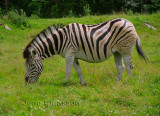 Zèbre Equus Burchellii  (  Parc Safari Hemmingford )