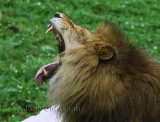 Lion Panthera Leo ( Parc Safari Hemmingford