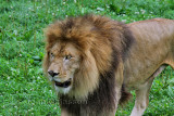 Lion Panthera Leo (Parc Safari Hemmingford