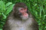 Macaque Japonais  Macaca Fuscata ( Parc Safari Hemmingford