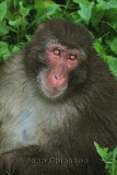 Macaque Japonais  Macaca Fuscata (Parc Safari Hemmingford