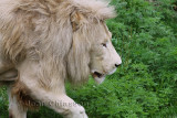 Lion Blanc Panthera Leo ( Parc Safari Hemmingford