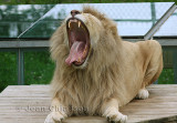 Lion Blanc Panthera Leo ( Parc Safari Hemmingford