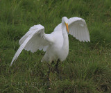 Grande Aigrette  (Great Egret )