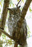 Grand Duc d'Amérique - Great Horned Owl
