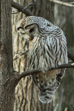 Chouette Rayée (Barred Owl
