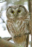 Nyctale de Tengmalm   ( Boreal Owl  ) Elle est haute d'environ 25 CM