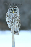 Chouette Rayée  (Barred Owl )