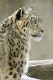 Léopard Des Neiges ( Snow Leopard ) Uncia Uncia