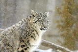 Léopard Des Neiges ( Snow Leopard ) Uncia Uncia