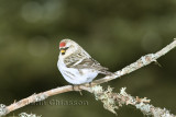 Sizerin Blanchâtre ( Hoary Redpoll )