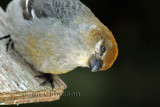 Durbec des sapins - Pine Grosbeak   ( Female)