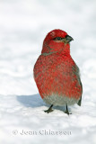 Durbec des sapins - Pine Grosbeak ( Male )