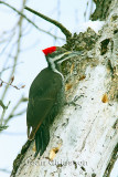  Grand Pic 41-50 cm    ( Pileated Woodpecker )