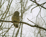 Chouette Raye 46-58 cm  (Barred Owl )
