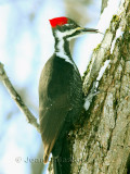 Grand Pic 41-50 cm    ( Pileated Woodpecker )