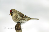 11- 15 cm Sizerin flamm  - Common Redpoll ( Carduelis Flammea )