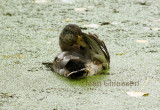  Canard Colverts ( Mallard )