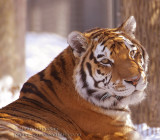 Tigre ( Panthera Tigris ( ZOO  Granby )