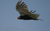Urubu à tête rouge - Turkey Vulture