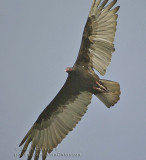 Urubu à tête rouge - Turkey Vulture