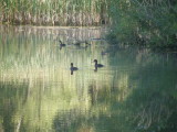 Howie thinks that these are grebes.JPG