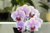 The Japan Grand Prix International Orchid Festival