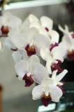 The Japan Grand Prix International Orchid Festival