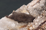 deadrat-sk.JPG