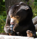 sunbear2.jpg