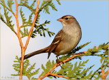 Juvenile White Crowned Sparrow