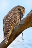 Barred Owl