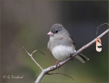 Dark Eyed Junco