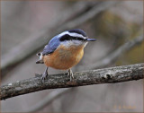 Red Breasted Nuthatch