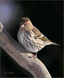 Pine Siskin Stare