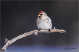 Full Framed Redpoll