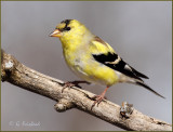 American Goldfinch Transition