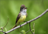 Great Crested Flycatcher on Green