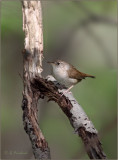 House Wren Habitat