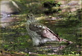 Coopers Hawk Female at Water Level