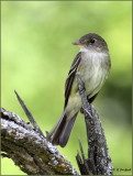 Alder Flycatcher