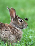Aprehensive rabbit