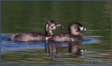 Grebes