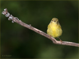 Warbler on a stick.jpg