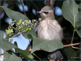 Cedar Waxwing Fledgling