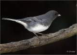 junco copy.jpg