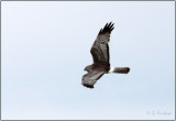 Northern Harrier Mature Male