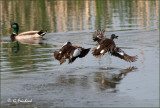 Blue Winged Teal Agression