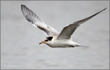 Juvenile Common Tern